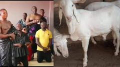 Angry chief fines NDC executives GHC10K and 10 sheep, orders reversal of curse