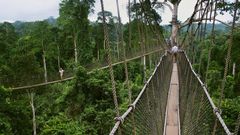 Canopy walkway kakum national park