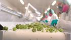 marijuana