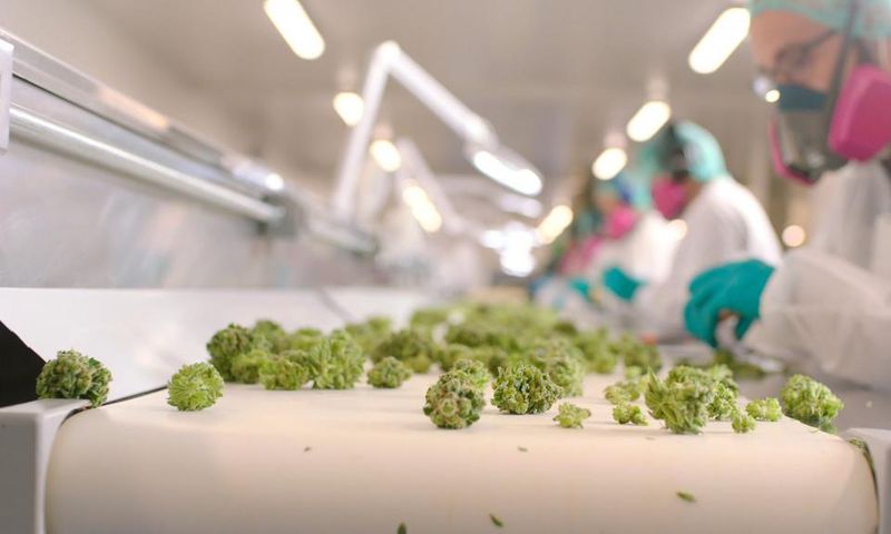 marijuana