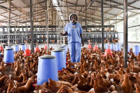 Poultry farm
