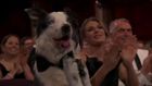 Messi the dog at the 2024 Oscars.ABC