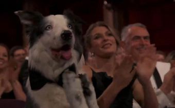 Messi the dog at the 2024 Oscars.ABC