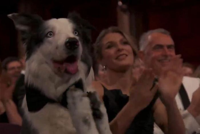 Messi the dog at the 2024 Oscars.ABC
