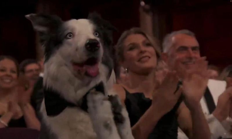 Messi the dog at the 2024 Oscars.ABC