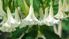 The angel's trumpet [ThePortugalNews]