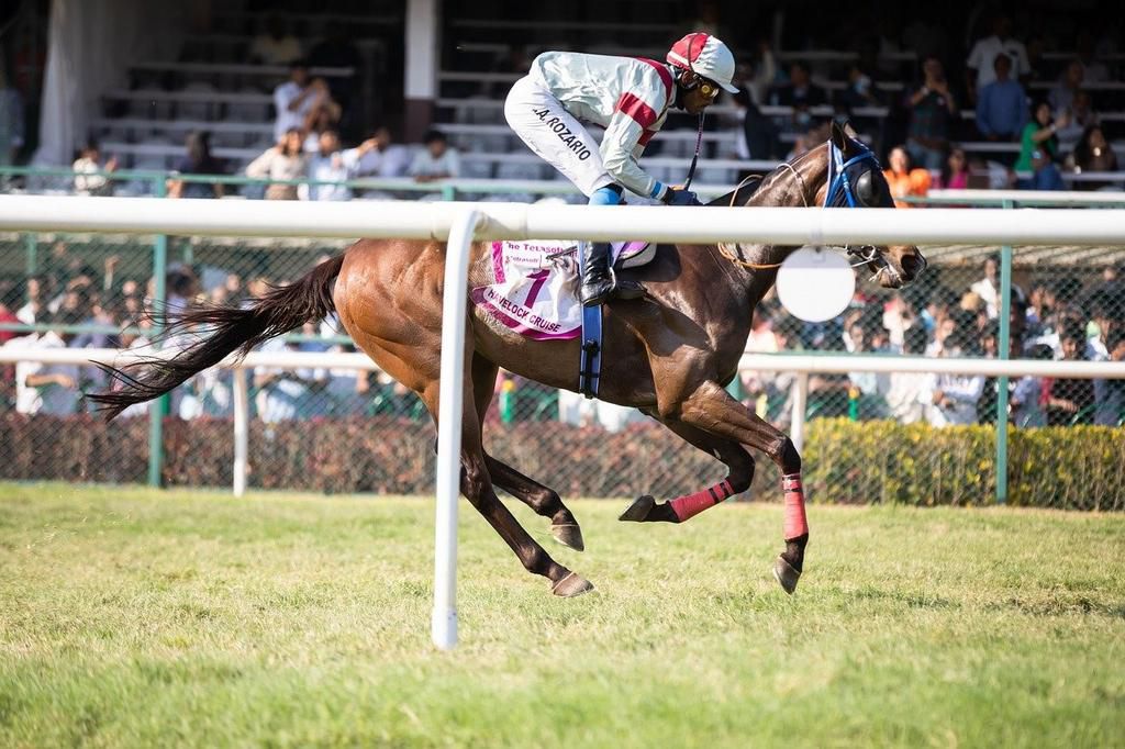 Experience horse racing thrills at Newton Abbot: Enjoy excitement & fun!