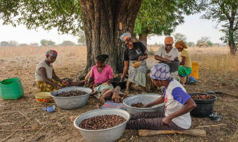 Ghanaian farmers harvesting Shea nuts