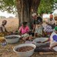 Ghanaian farmers harvesting Shea nuts