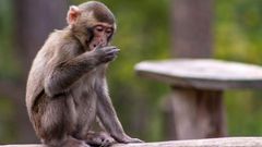 Young macaque monkey [Shutterstock]