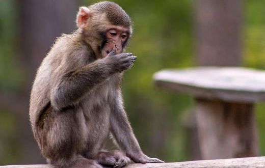 Young macaque monkey [Shutterstock]