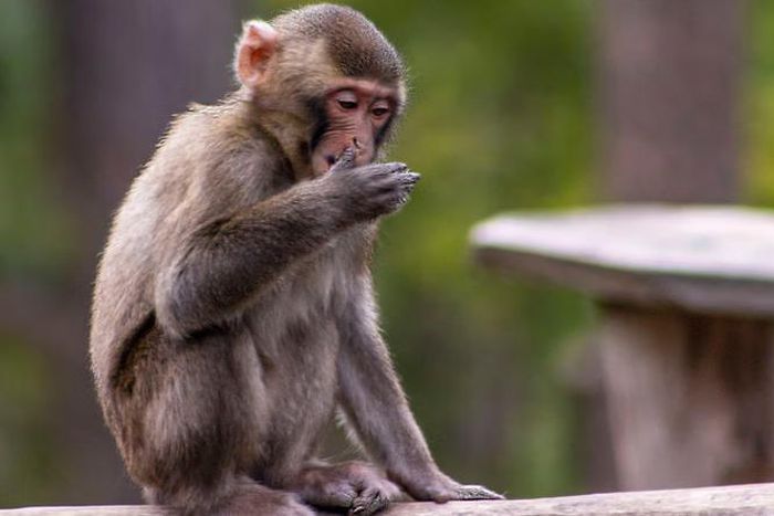 Young macaque monkey [Shutterstock]