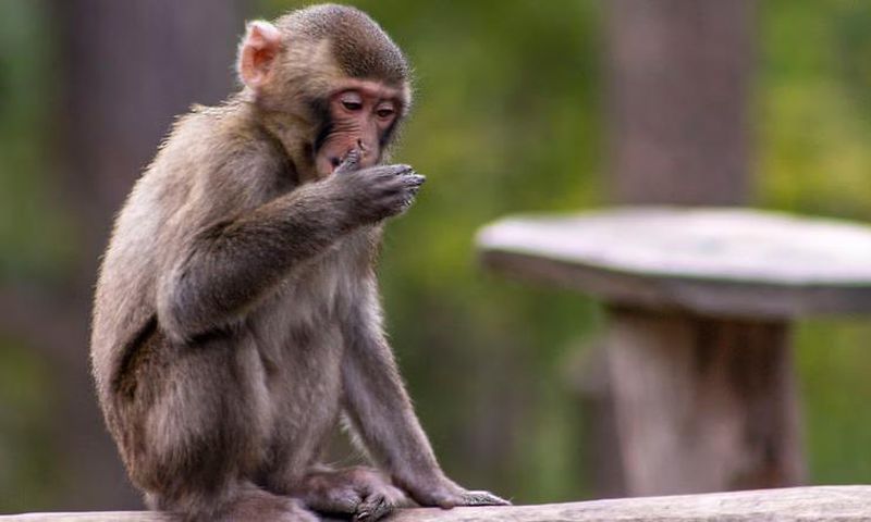 Young macaque monkey [Shutterstock]