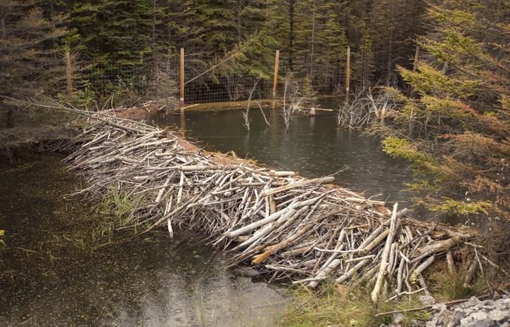 A dam built by beavers [RockyMountain]