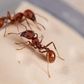 Harvester red ant