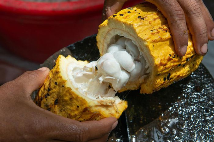 Are Ghanaian cocoa farmers being paid enough to live on in 2023?