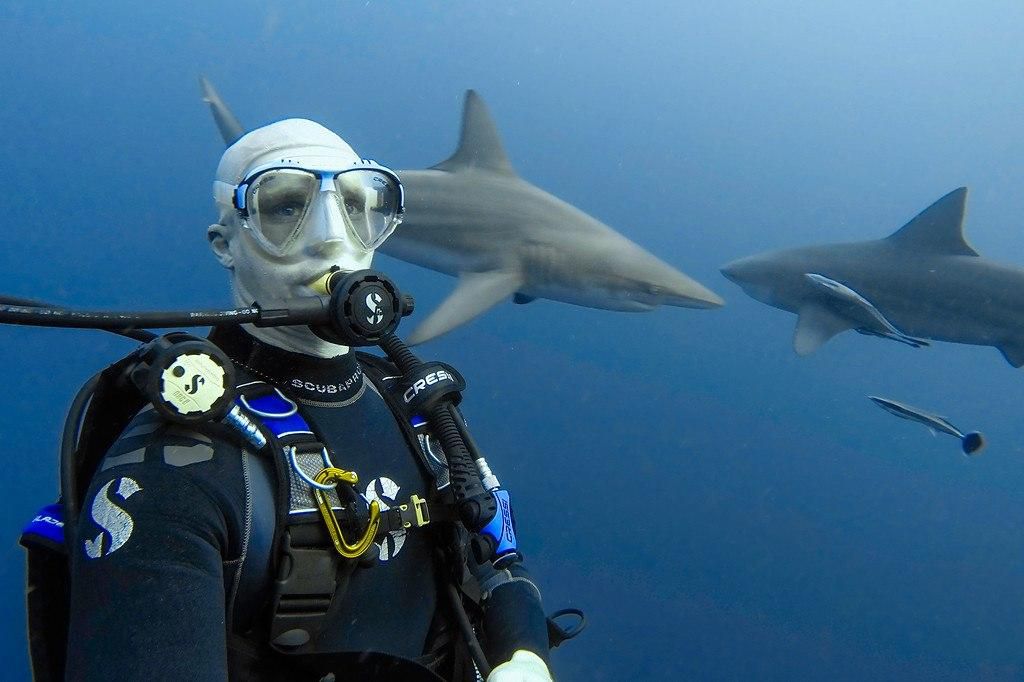 Scuba Diving with Sharks