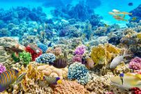 Coral reefs are built by tiny animals called coral polyps [Earthcom]
