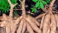 3 ex-convicts sentenced to 18 months imprisonment for stealing cassava worth GHC1,800