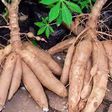 3 ex-convicts sentenced to 18 months imprisonment for stealing cassava worth GHC1,800