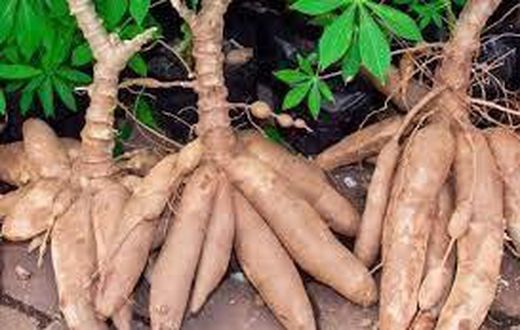 3 ex-convicts sentenced to 18 months imprisonment for stealing cassava worth GHC1,800