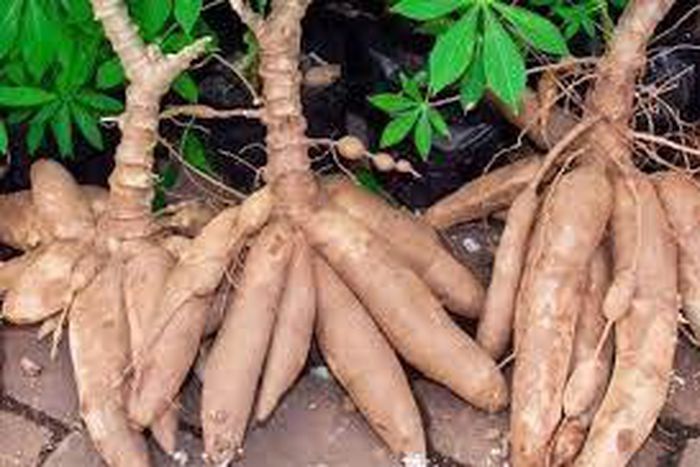 3 ex-convicts sentenced to 18 months imprisonment for stealing cassava worth GHC1,800