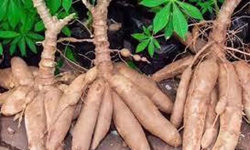 3 ex-convicts sentenced to 18 months imprisonment for stealing cassava worth GHC1,800