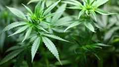Cannabis Marijuana