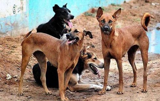 ___9106939___2018___11___15___8___Stray-Dog-illustration