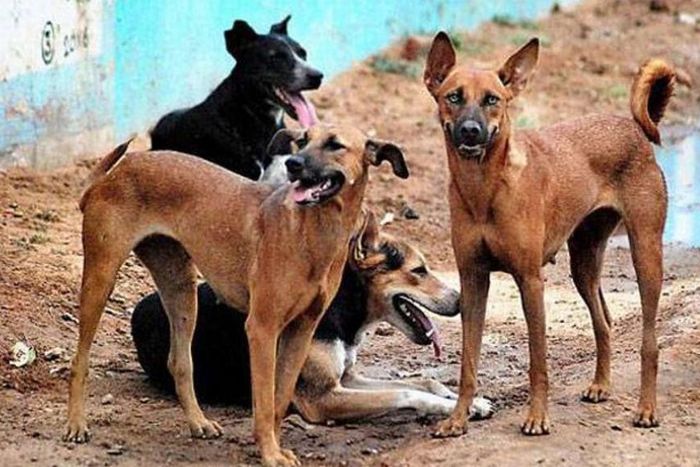 ___9106939___2018___11___15___8___Stray-Dog-illustration