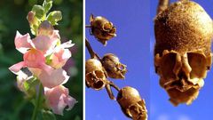 Snapdragon flower [TheGardenMagazine]