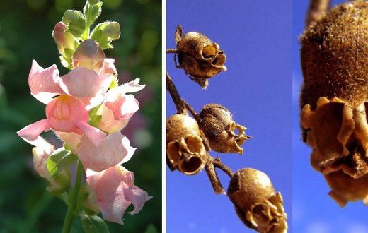 Snapdragon flower [TheGardenMagazine]