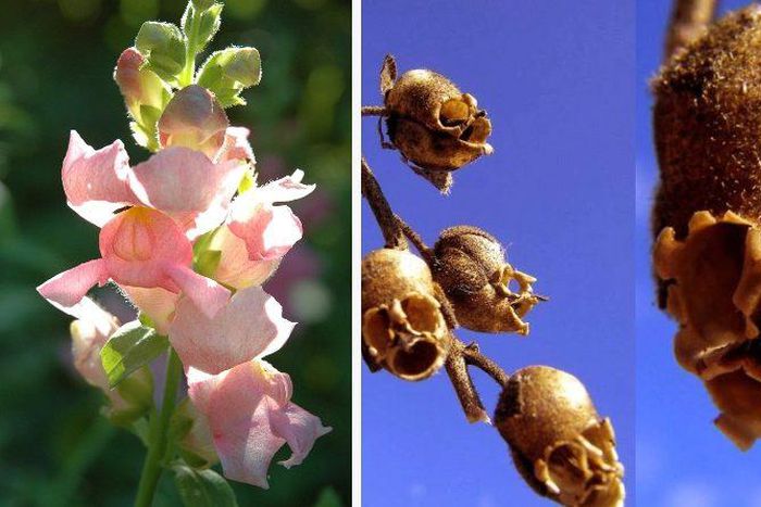 Snapdragon flower [TheGardenMagazine]