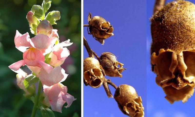 Snapdragon flower [TheGardenMagazine]