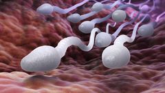 sperme-spermatozoides