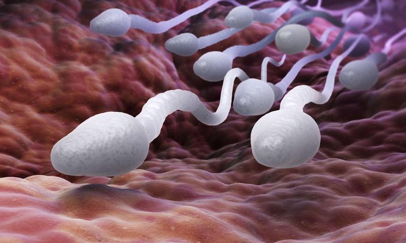 sperme-spermatozoides