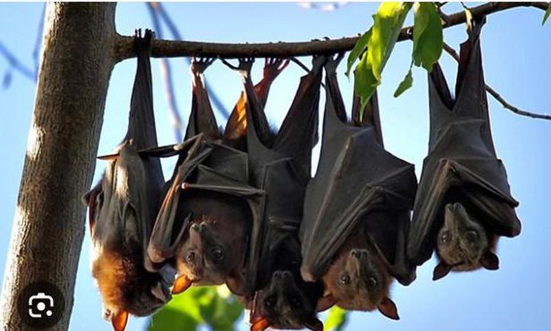 Bats