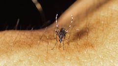The female Anopheles mosquito transmit malaria [iStock]