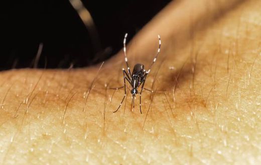 The female Anopheles mosquito transmit malaria [iStock]