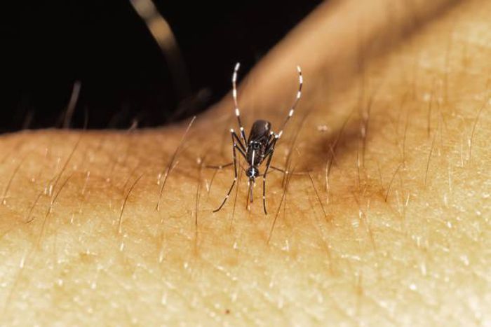 The female Anopheles mosquito transmit malaria [iStock]