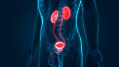 ___8909432___2018___9___27___15___videoblocks-human-body-organs-kidneys-with-urinary-bladder_hzqwktnce_thumbnail-full03