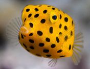 Boxfish [iNaturalist]