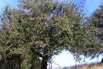 Jurupa Oak [GoTreeQuotes]