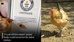 World's oldest chicken is 21 years old, gets certificate from Guinness World Records