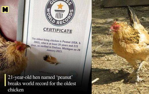 World's oldest chicken is 21 years old, gets certificate from Guinness World Records