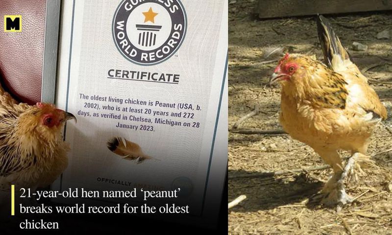 World's oldest chicken is 21 years old, gets certificate from Guinness World Records
