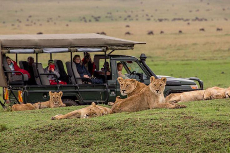 Masai Mara Safari