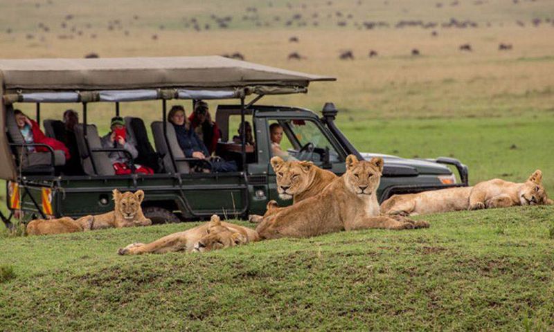 Masai Mara Safari
