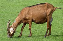 A she-goat [Wikimedia Commons]