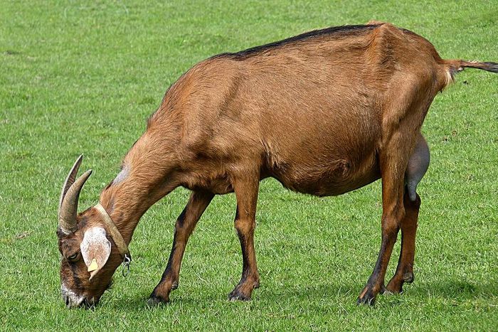 A she-goat [Wikimedia Commons]